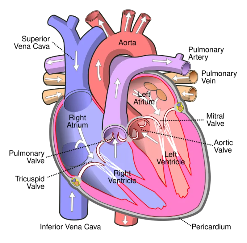 Exploring the Human Body: How Does Your Heart Work?