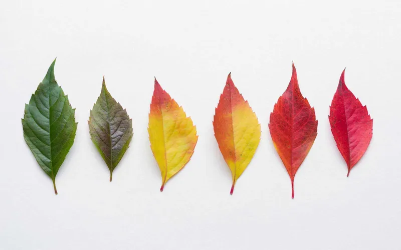 Why Do Leaves Change Colour in Autumn?